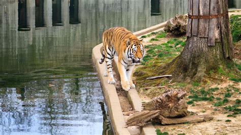 華盛頓國家動物園驚人動物多樣性與保育使命