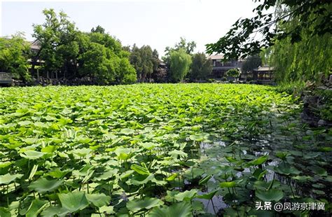  古莲池！感受歷史的沉澱，欣賞蓮花盛放的浪漫